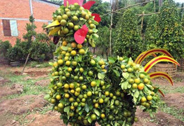 Độc đáo quất cảnh tạo hình gà đón Tết Đinh Dậu