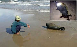 Hải cẩu lên bờ nô đùa với dân bị đánh chết: Cư dân mạng phẫn nộ, đòi truy tìm kẻ thủ ác