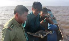 Lão nông miền Tây bắt được vích biển quý hiếm