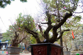 Đào thuê chơi Tết giá 40 triệu đồng