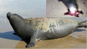 Hải cẩu lên bờ nô đùa bị đánh chết: 'Hành hạ động vật có dấu hiệu của bệnh tâm thần'