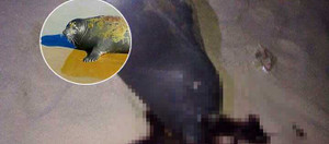 Hải cẩu lên bờ nô đùa bị đánh chết: Kẻ thủ ác có thể lĩnh 3 năm tù