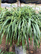 Đại gia Việt xếp hàng chờ mua 'Giấc mộng vua Trần' giá 200 triệu đồng