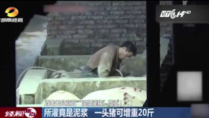 Hãi hùng cảnh gian thương Trung Quốc bơm bùn vào lợn để tăng cân