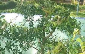 Rùng mình cảnh hàng chục con rắn lục quấn lấy nhau, ngụy trang trên cây si