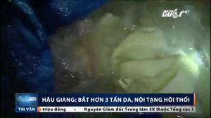 Clip: Bắt giữ hơn 3 tấn da, nội tạng lúc nhúc dòi, bốc mùi hôi thối