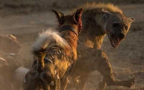 Đàn chó hoang châu Phi đại chiến với linh cẩu để giữ mồi