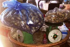 Rượu ngâm quả thuốc phiện: Phạm pháp và gây nghiện