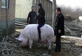 Choáng với chú lợn khổng lồ nặng 750kg, người cưỡi thoải mái