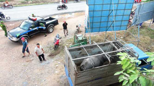 Nhiều người bị 'trâu điên' húc tung lên cao rồi rớt xuống đất