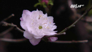 Tận mục vườn nhất chi mai bạc tỷ đẹp hiếm có ở Hà Nội