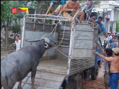 Tây Ninh: Trâu điên nổi loạn, húc 6 người đa chấn thương nhập viện