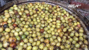 Cận cảnh quy trình làm mứt táo thối ủng, lẫn với ruồi chết ở Hưng Yên
