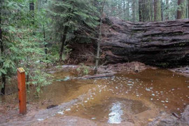 Cây khổng lồ 1.000 tuổi nổi tiếng bất ngờ bị bão quật đổ