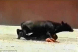 Kinh hãi khoảnh khắc bò tót nhảy chồm lên người nữ đấu sĩ