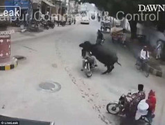 Trâu 'điên' húc bất tỉnh người đi xe máy rồi thản nhiên bỏ đi