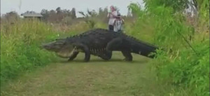 Cá sấu khổng lồ 'to như khủng long' thản nhiên băng qua đường ở Florida