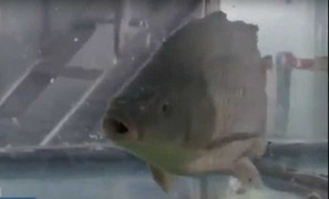 Công nghệ hồi sinh cá chết cóng của Trung Quốc