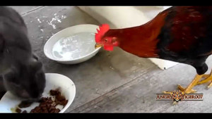 Chó mèo bất lực khi bị 'siêu đạo chích' gà 'cướp trên giàn mướp'