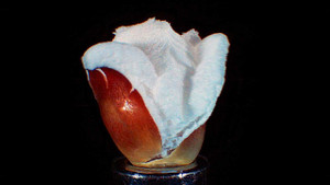 Mãn nhãn video quay chậm cảnh nổ bỏng ngô