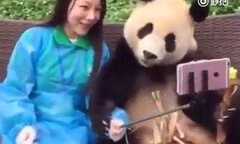 Phì cười clip gấu trúc làm duyên 'tự sướng'