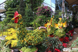 Quất 'kim kê' giá bạc triệu lên ngôi Tết Đinh Dậu 2017