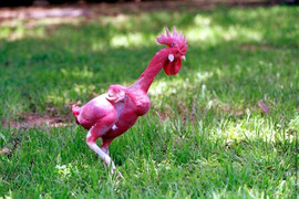 Gà Đông Tảo lọt top giống gà độc đáo nhất thế giới