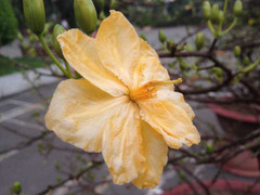 Cây mai 'độc nhất vô nhị' đổi màu 3 lần trong ngày giá 300 triệu đồng