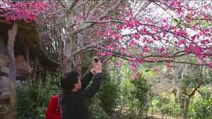Chiêm ngưỡng đảo hoa anh đào đẹp ngất ngây ở Điện Biên