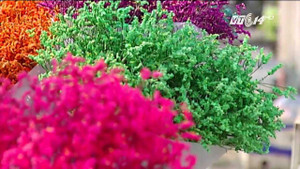 Cẩn trọng với hoa sao khô tẩm hóa chất công nghiệp