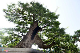 Cây me dáng thác đổ mây bay giá 3,5 tỷ đồng