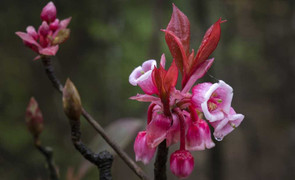 Độc đáo hoa đào chuông Bà Nà Hills