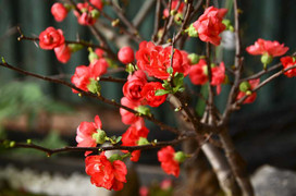 Mai đỏ Trung Quốc 'hét' giá tiền triệu ở Thủ đô