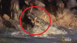 Ra sông uống nước, linh dương đầu bò bị cá sấu phục kích, ngoạm cổ