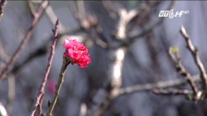 Đào Trung Quốc đội lốt đào Thất Thốn, bán giá cao ngất ngưởng?