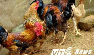 Gà chín cựa 100 triệu và giấc mơ thành vua khi ăn 'lễ vật của vua Hùng'