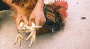 Lên núi Mẫu Sơn săn gà 'Sơn Tinh' làm quà Tết