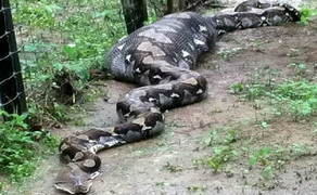 Nuốt chửng 2 con dê một lúc, trăn 'khủng' bị dân làng bắt giữ