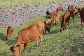 Bài toán đàn bò ăn cỏ khiến hàng triệu người không giải được