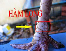 Bí kíp chọn gà chọi đá hay nhất, cách xem chân gà cực độc