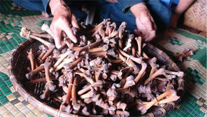 Chọn trưởng bản bằng… chân gà và chuyện coi chân gà là kho báu ở Hà Giang