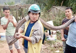 Bắt được rắn hổ mang khổng lồ to như trăn
