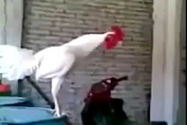 Cười vỡ bụng với tiếng gáy 'bá đạo' của gà trống