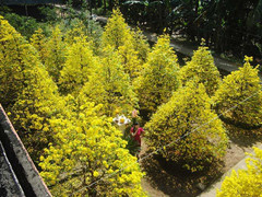 10.000 cây mai nở vàng rực một góc trời khiến người xem ngỡ ngàng