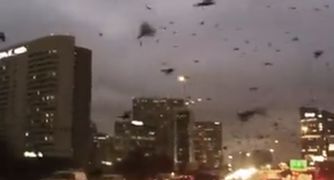 Chim tấn công thành phố tạo khung cảnh rùng rợn như 'ngày tận thế' ở Mỹ