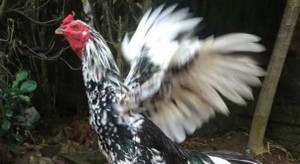 Chuyện 'chăm gà hơn chăm vợ' của những người mê gà chọi đất Cố đô