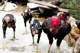Những chuyện lạ ở vùng đất nuôi gà khổng lồ