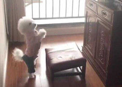 Clip chó cưng chắp tay 'cúng cụ' thu hút hàng triệu lượt xem