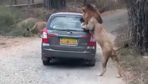 Kinh hãi cảnh sư tử lao vào xe ô tô tấn công người