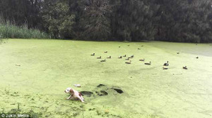 Tưởng ao phủ đầy tảo là bãi cỏ, chú chó 'ngây thơ' lĩnh cái kết đắng